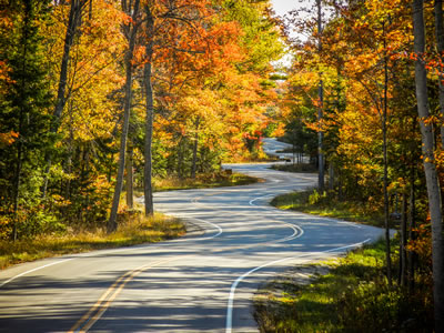 road picture with tree